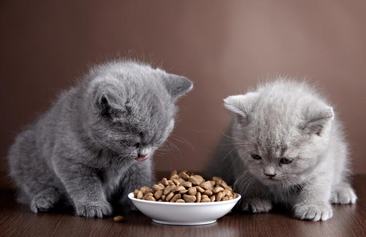 Как выбрать сухой корм для кошки?