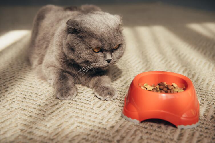 Как выбрать сухой корм для кошки?