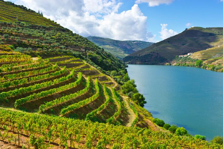 Где расположен самый высокогорный виноградник Европы?