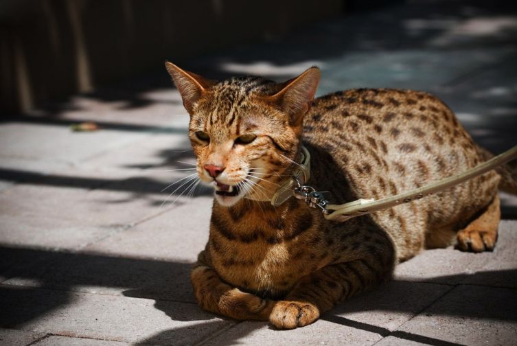 Существует ли домашняя кошка-леопард? Любой каприз за ваши деньги!