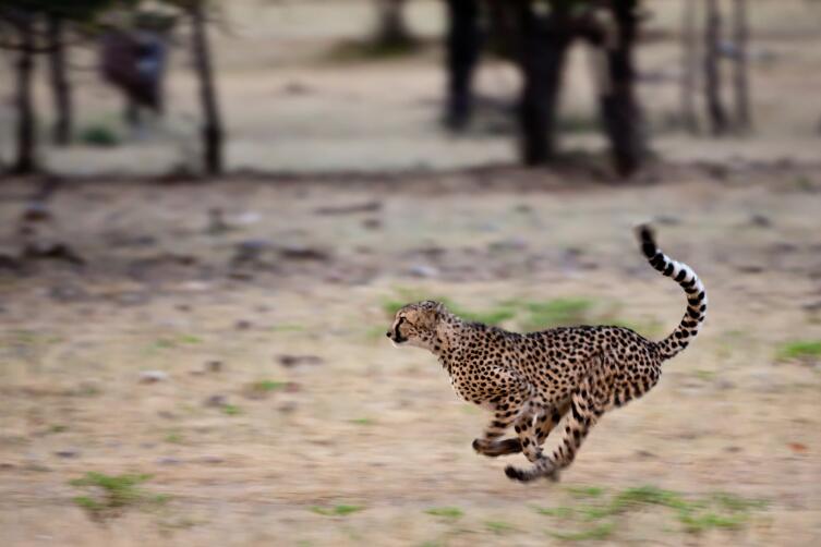 Бегущий гепард в Намибии