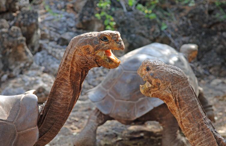 Как удалось сохранить популяцию галапагосских черепах?