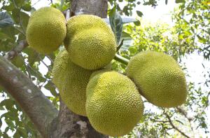 Экзотические фрукты: что растет в тропиках?
