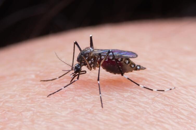 Серьезная ли болезнь - малярия?