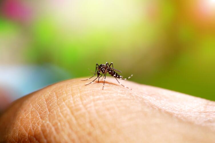 Серьезная ли болезнь - малярия?