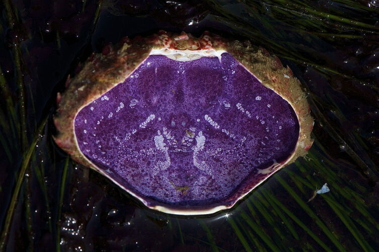Внутренняя поверхность панциря краба Cancer productus окрашена гемоцианином в фиолетовый цвет