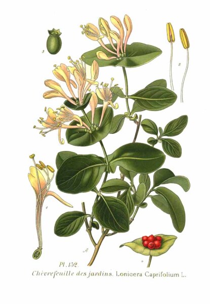 Жимолость каприфоль, ботаническая иллюстрация, 1891 г. 