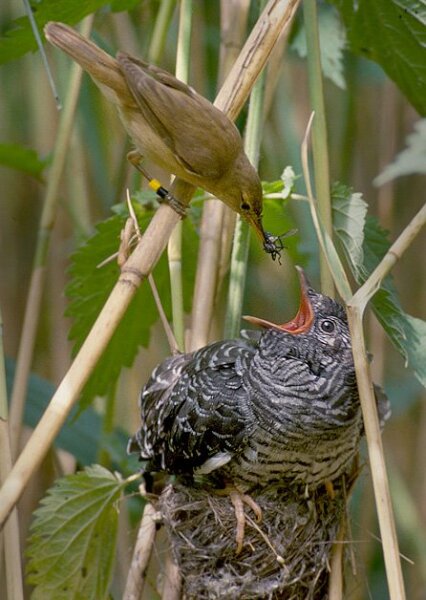 Тростниковая камышовка кормит птенца кукушки