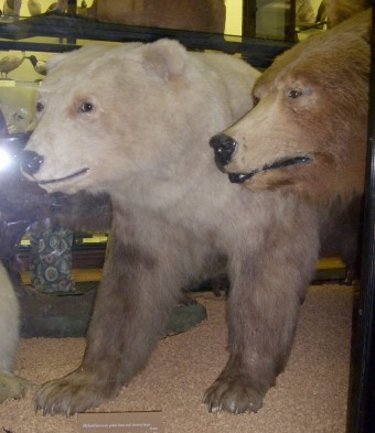 Чучело пиззли - гибрида белого и бурого медведей