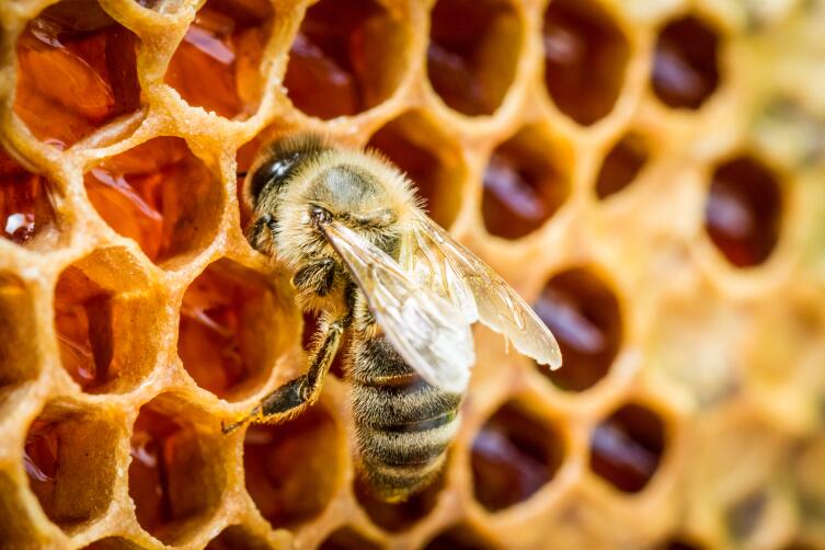 Пчелы – польза, осы – вред. Очередное заблуждение?
