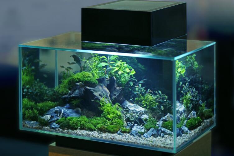 Нужен ли фильтр в аквариуме?