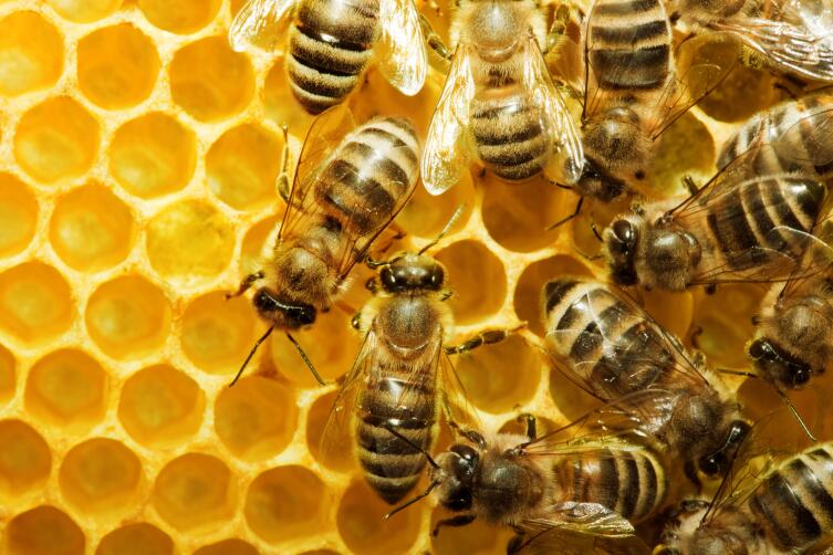 Ульи процветающих медоносных пчел устроены не так, как у обычных пчел.