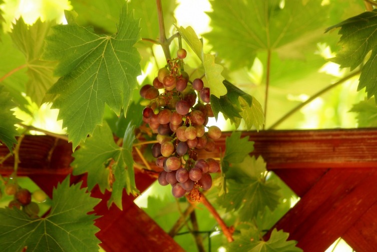Как вырастить саженцы винограда? Личный опыт