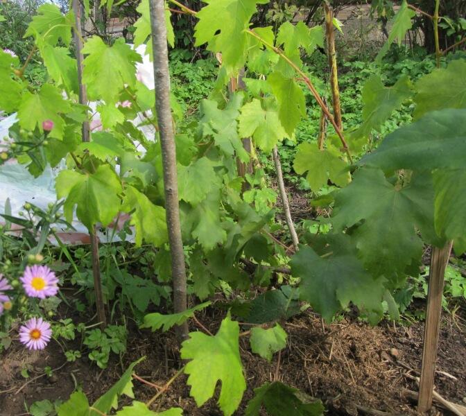 Как вырастить саженцы винограда? Личный опыт