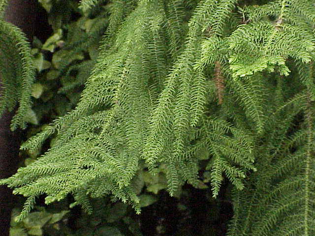 Араукария разнолистная (Araucaria heterophylla)