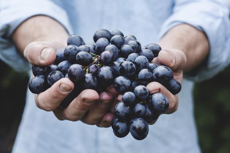 Как подготовить саженцы винограда к зиме? Личный опыт