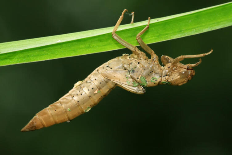 Личинка стрекозы