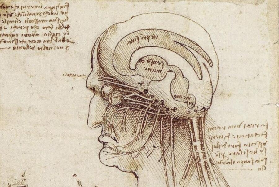 Леонардо да Винчие, «Исследование человеческого мозга» (фрагмент), 1508 г
