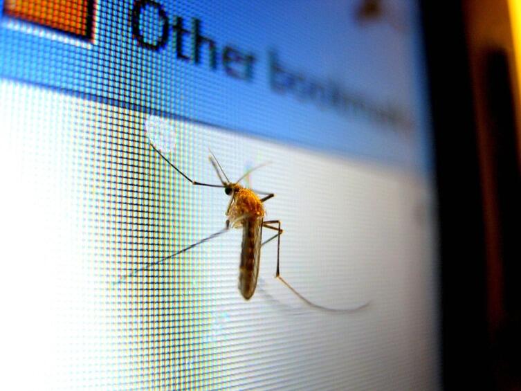 Что мы знаем о комарах? Подробности о тех, кого мы кормим