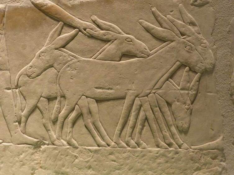 Изображение ослов в древнеегипетской гробнице Сешемнефера IV, ок. 2347−2216 годы до н.э.