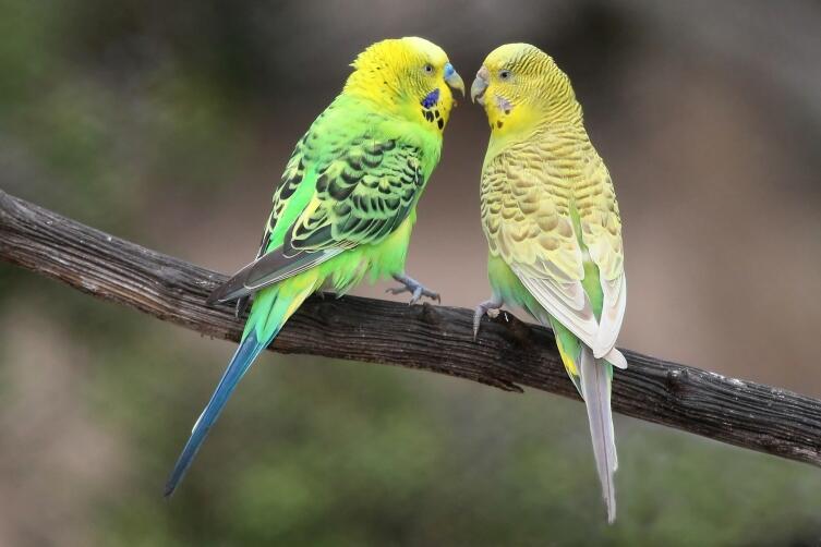 Как выбрать говорящего волнистого попугая? Личный опыт