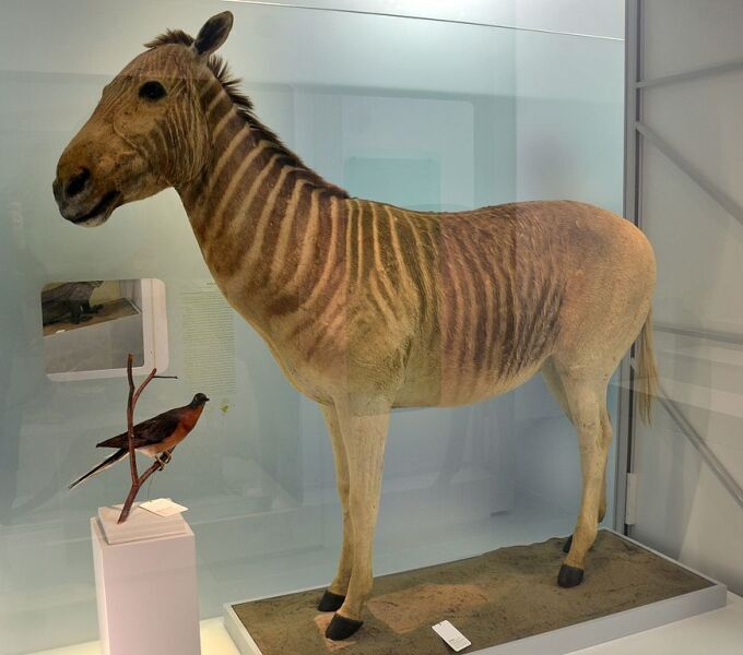 Чучело квагги в Музее естественной истории города Базеля 