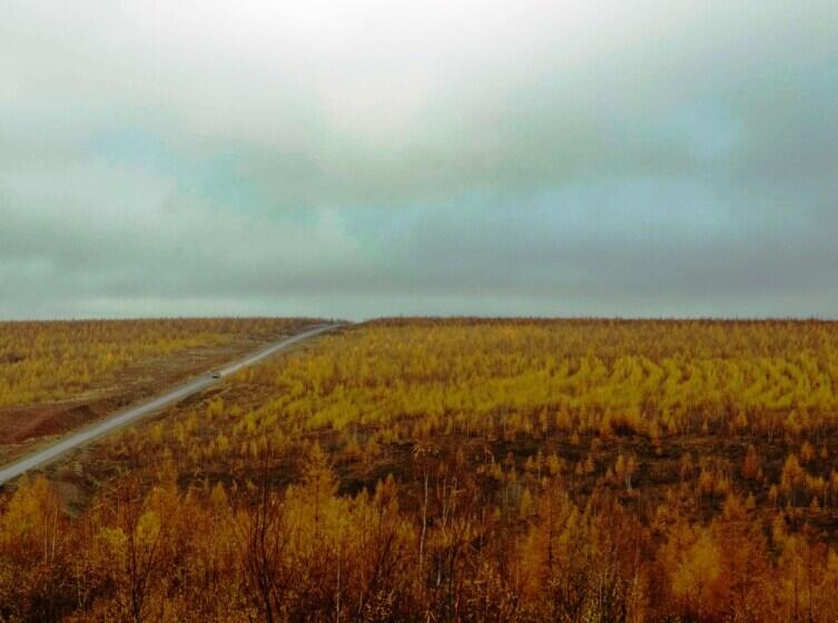 Лесопосадка лиственницы в предгорьях хребта Сихотэ-Алинь (вдоль дороги Р-454), Хабаровский край. Деревья были высажены после очередного пожара. Съёмка — октябрь 2012 года