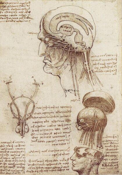 Леонардо да Винчи, «Исследование человеческого мозга», 1508 г.