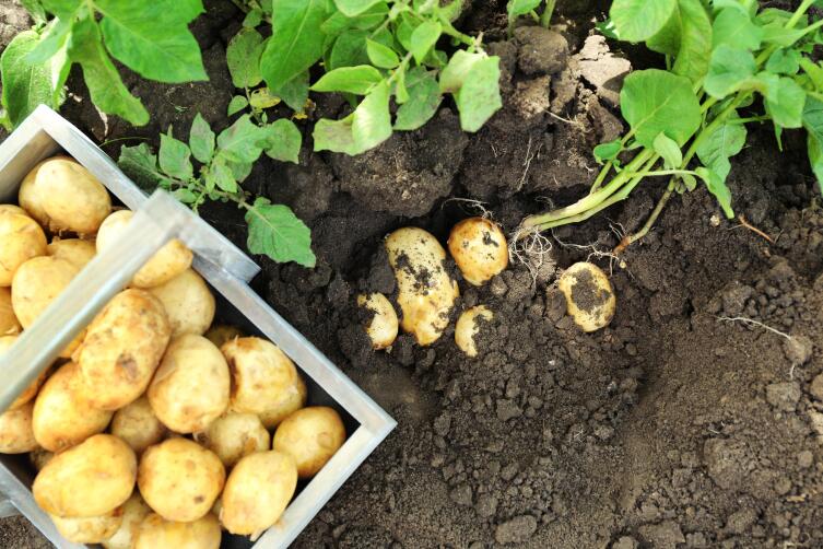 Как размножить ценный сорт картофеля?