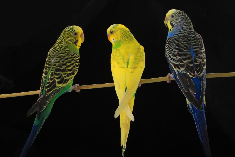 Как разводить волнистых попугаев в домашних условиях? Личный опыт