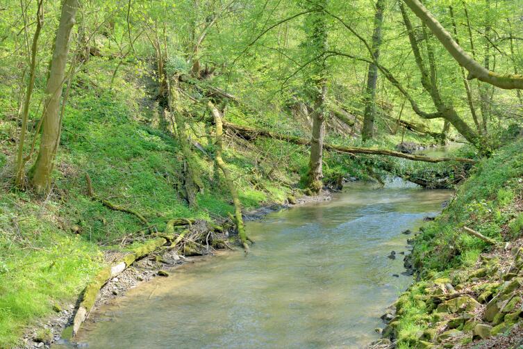Река Дюссель в знаменитой долине неандертальца, Меттманн возле Дюссельдорф, Северный Рейн Вестфалия, Германия