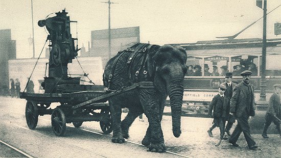 В Первой мировой войне слоны иногда служили тягловой силой. Этот слон работал на базе боеприпасов в Шеффилде