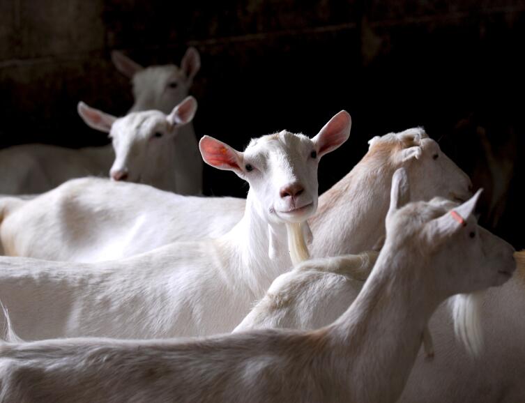 Как получить от козы максимальный удой?
