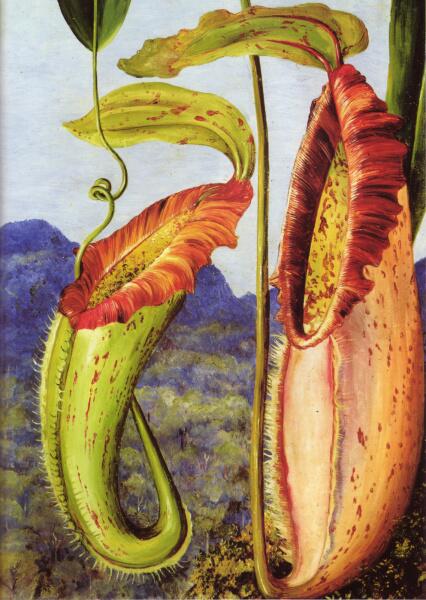 Марианна Норт, «Цветок тропического кувшинчикового Непентес Нортиания (известняковые горы Саравак, Борнео)», 1876 г.