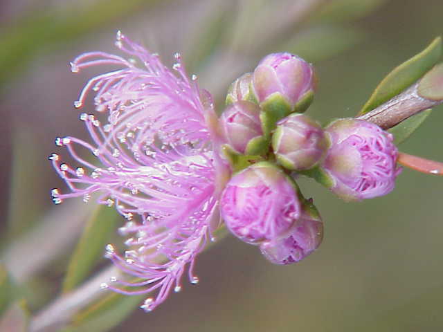 Цветок мелалеуки