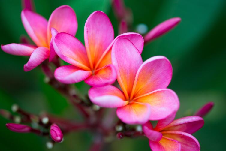 Как вырастить плюмерию — буддийский символ бессмертия и любимый цветок Кришны?