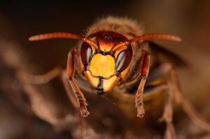 Как воевали насекомые? Интересные факты из истории войн