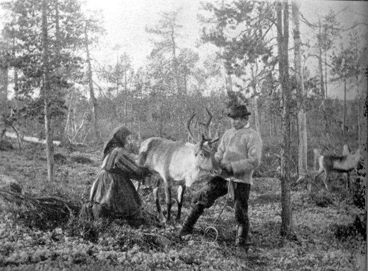 Доение северного оленя в Финляндии