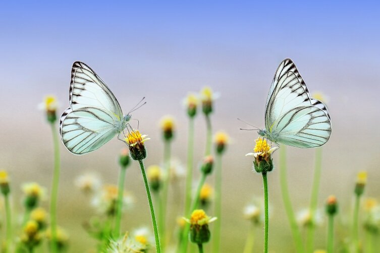 Отчего в животе бабочки летают? Новогодний тост