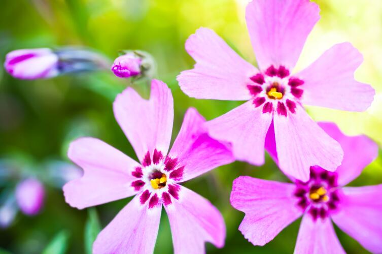 Как вырастить флоксы – ароматные цветы лета?