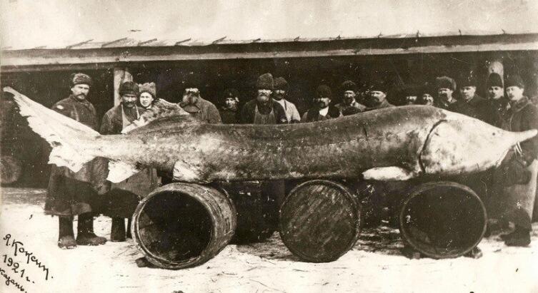 Ещё в начале ХХ века в реках встречались крупные рыбы