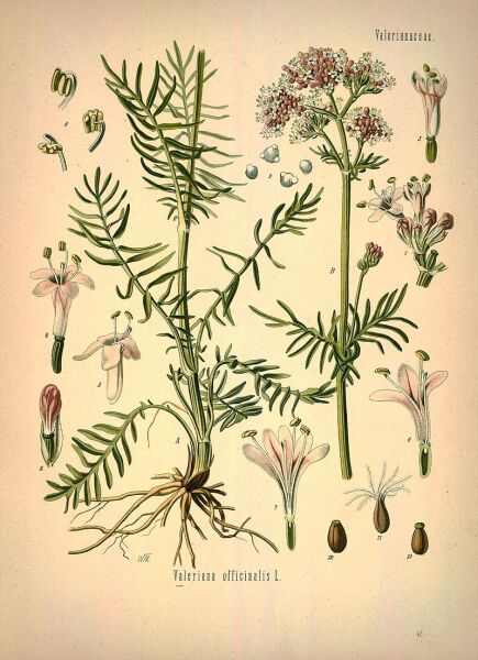 Валериана лекарственная. Ботаническая иллюстрация из книги Köhler’s Medizinal-Pflanzen, 1887 г.