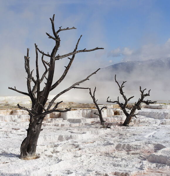 Мёртвые деревья на термальных источниках Йеллоустоуна