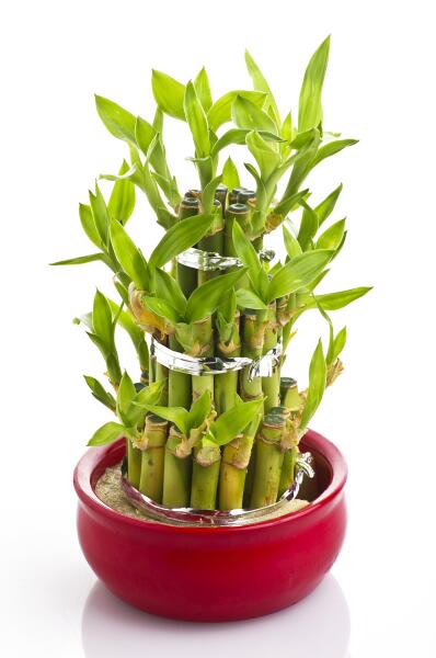 Что называют «бамбуком счастья» и как его вырастить дома?