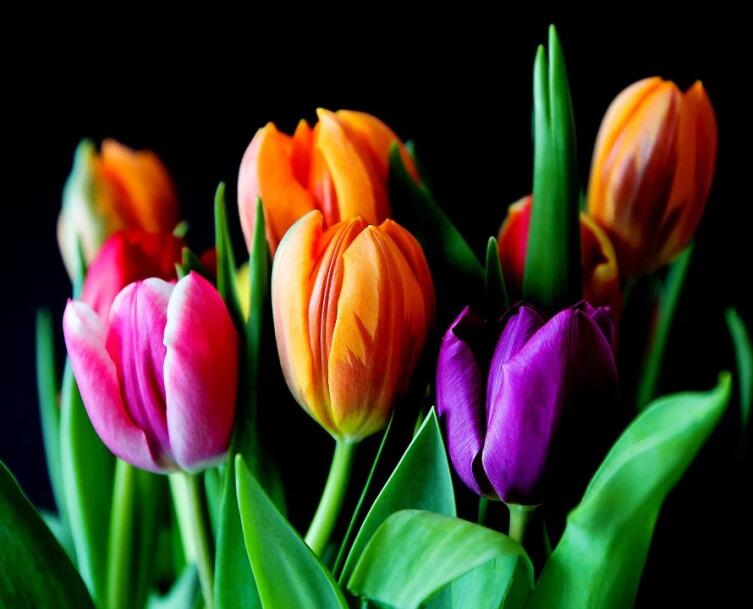 Как продлить цветение тюльпанов в вазе?