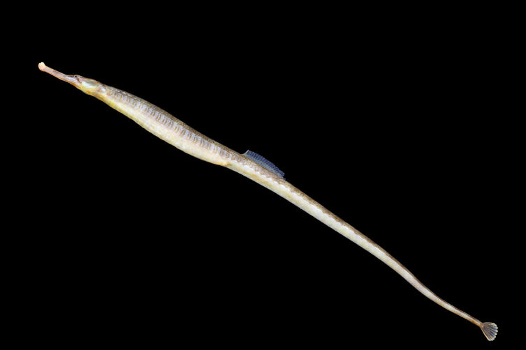 Обыкновенная рыба-игла (Syngnathus acus)