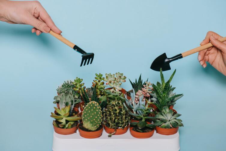 Какие растения стоит убрать из квартиры, чтобы избавиться от бед, неудач и безденежья?