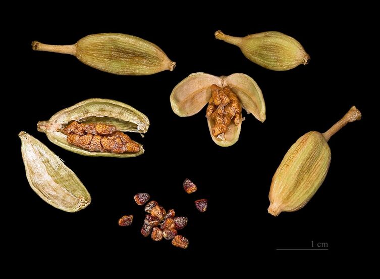Плоды и семена кардамона