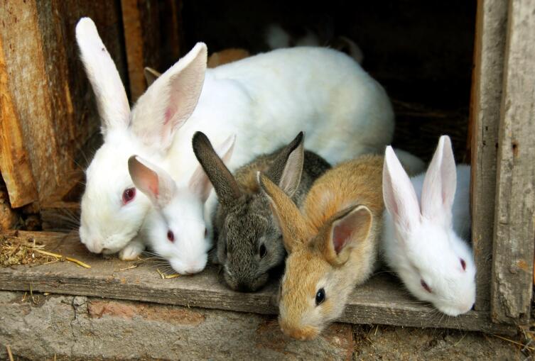 Как разводить кроликов?