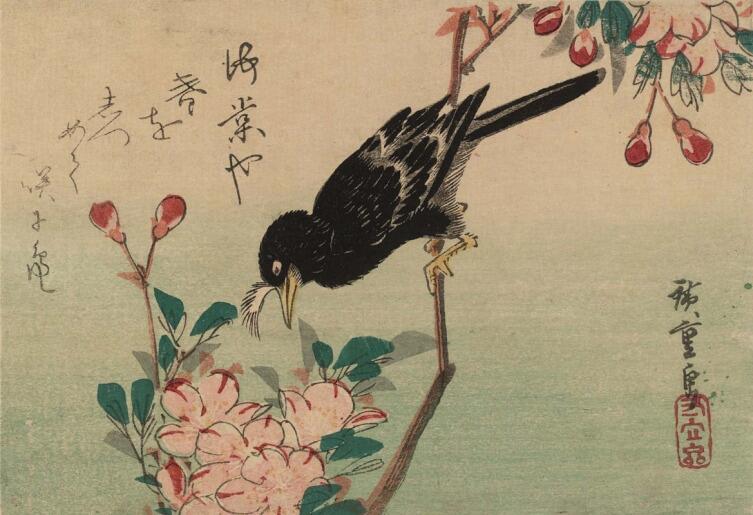 Утагава Хиросигэ, «Хохлатый черный дрозд и цветущая вишня. Серия 